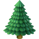 Fir